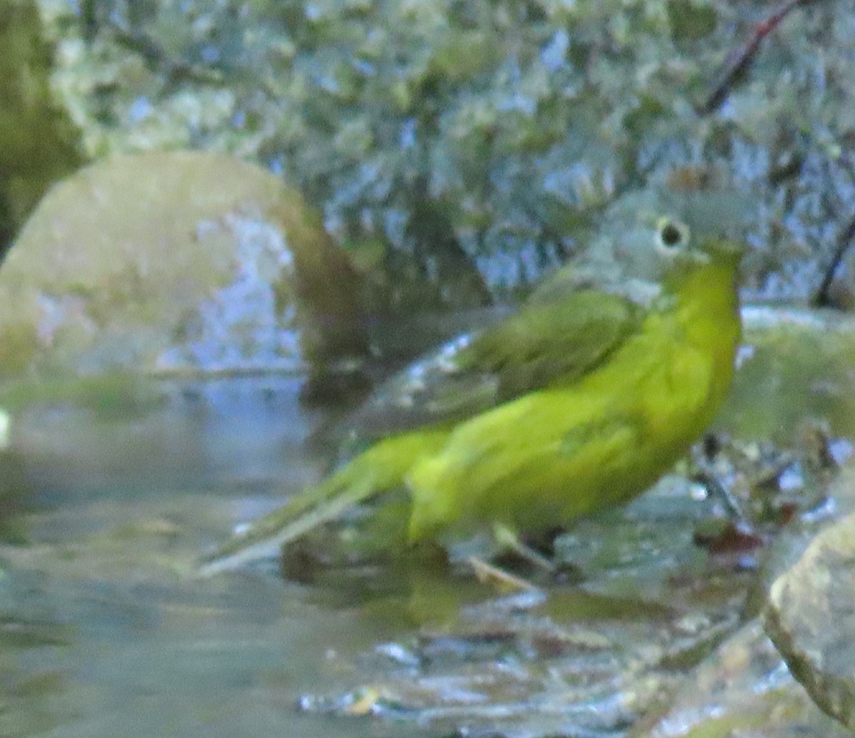 Nashville Warbler - ML229720311