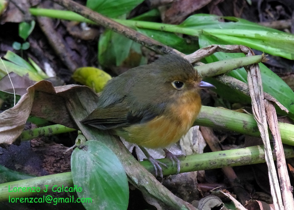 Rusty-breasted Antpitta - ML229720541