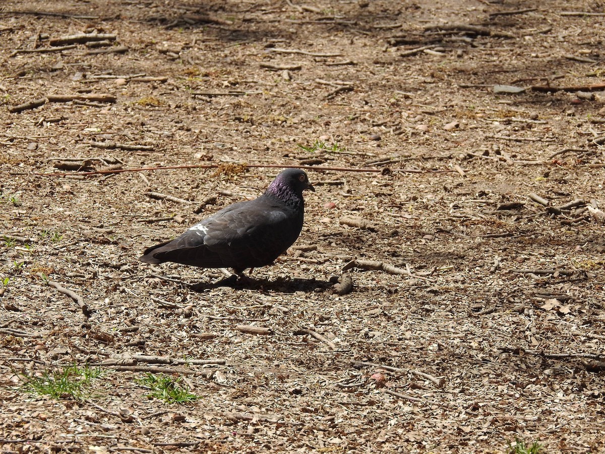 Хөхвөр тагтаа (суурин газрын) - ML229720591