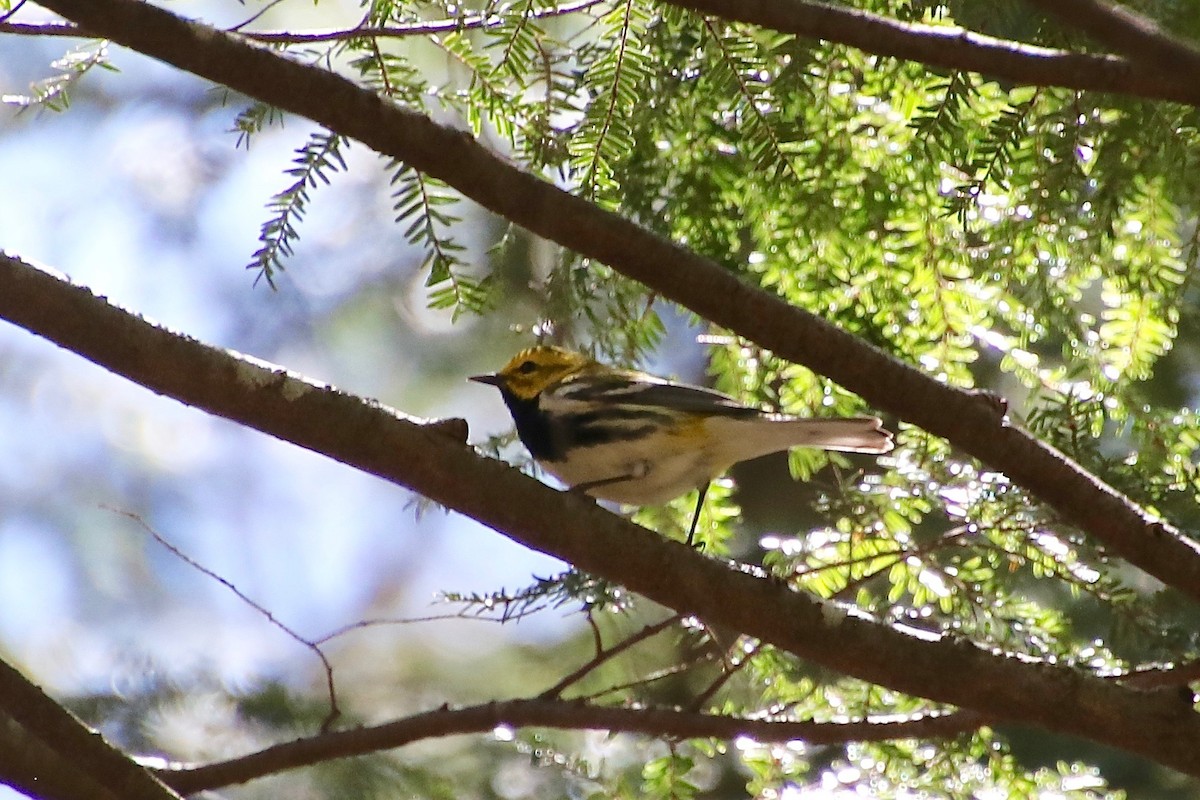 Black-throated Green Warbler - ML229720861