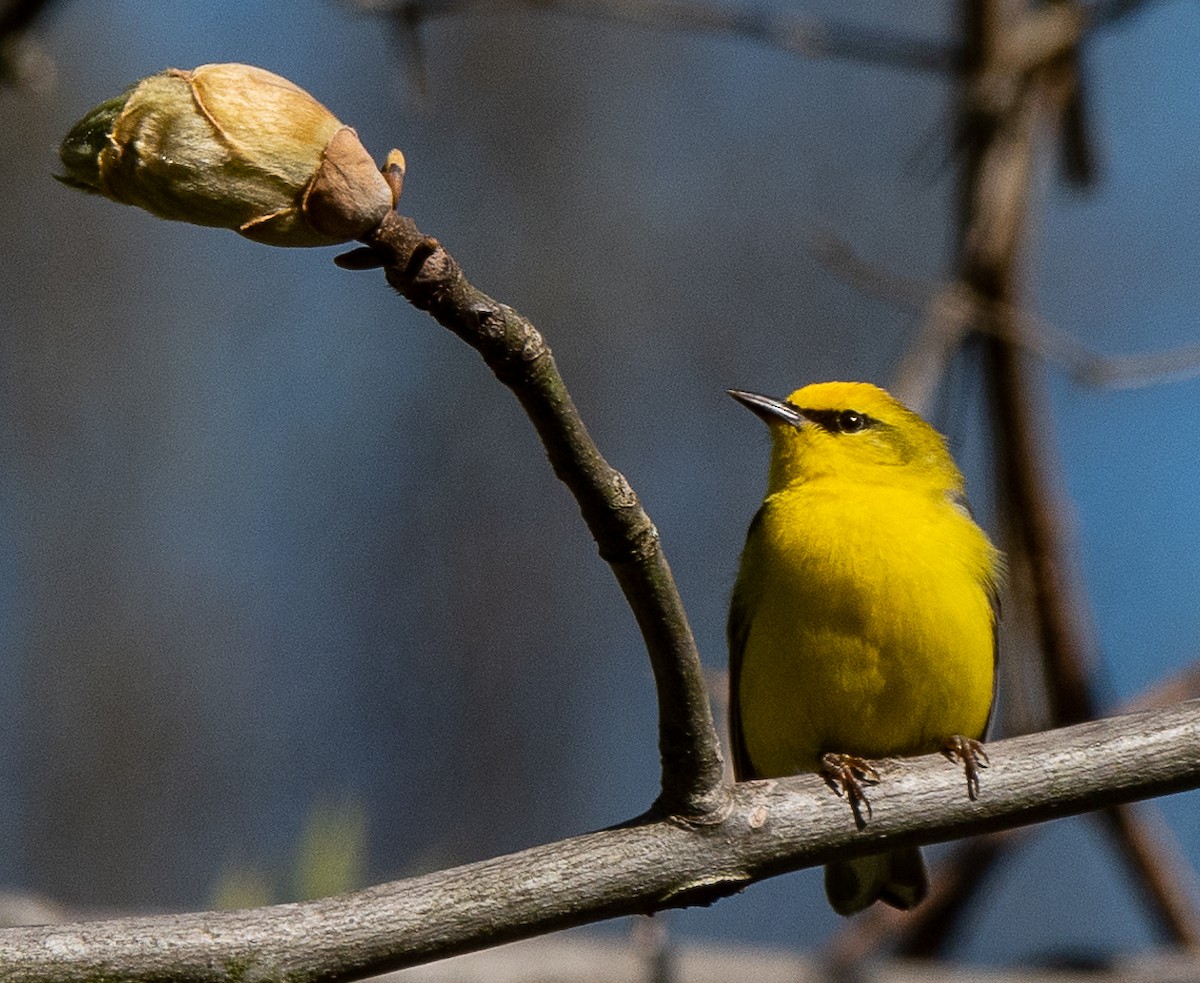 Blue-winged Warbler - ML229724171