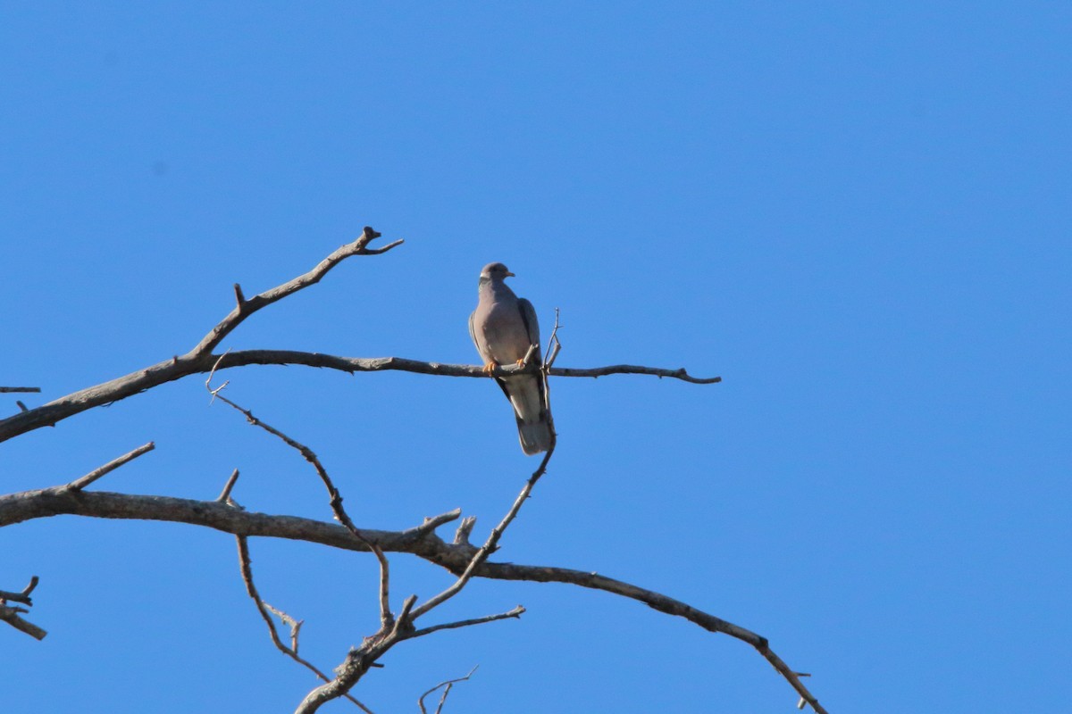 Band-tailed Pigeon - ML229724751
