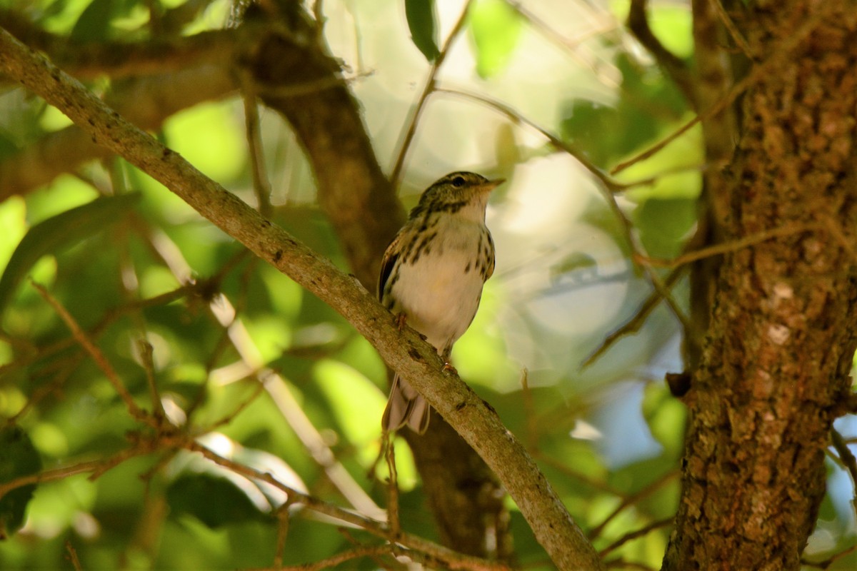 Blackpoll Warbler - ML229724761