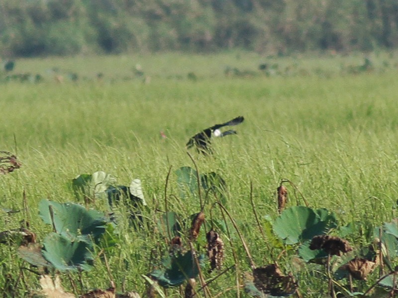 Knob-billed Duck - ML22972741