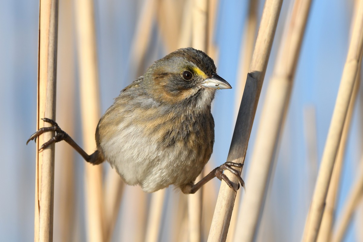 Seaside Sparrow (Atlantic) - ML229727601