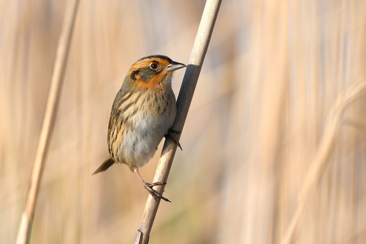 Saltmarsh Sparrow - Sam Miller