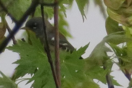 stryparula - ML229728421