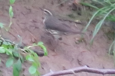 strømparula - ML229728571