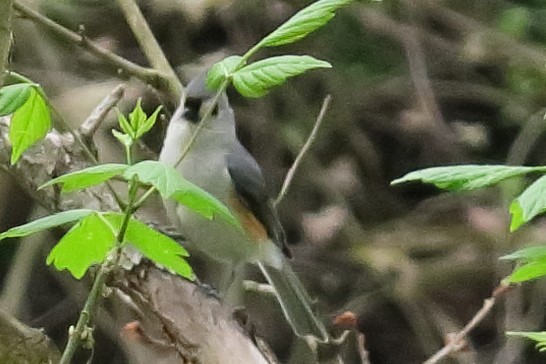 gråduskmeis - ML229728811