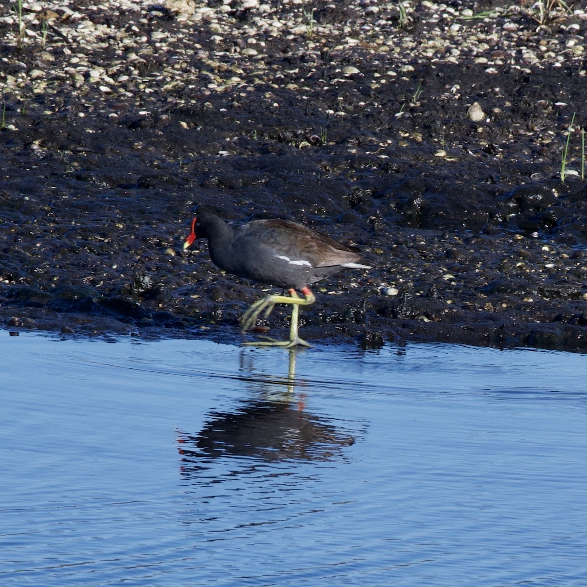 Gallinule d'Amérique - ML229729591