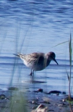 White-rumped Sandpiper - wendy ambrefe