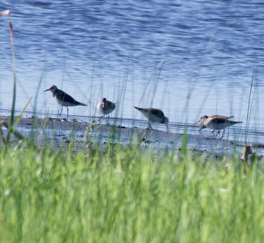 White-rumped Sandpiper - ML229730041