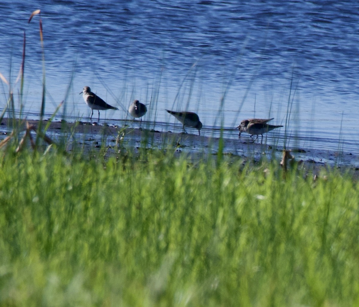 White-rumped Sandpiper - ML229730061