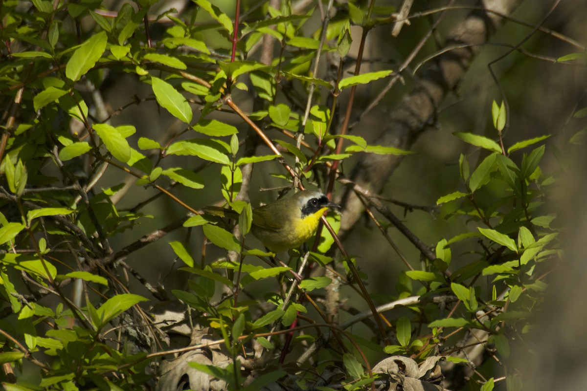 Common Yellowthroat - ML229730521