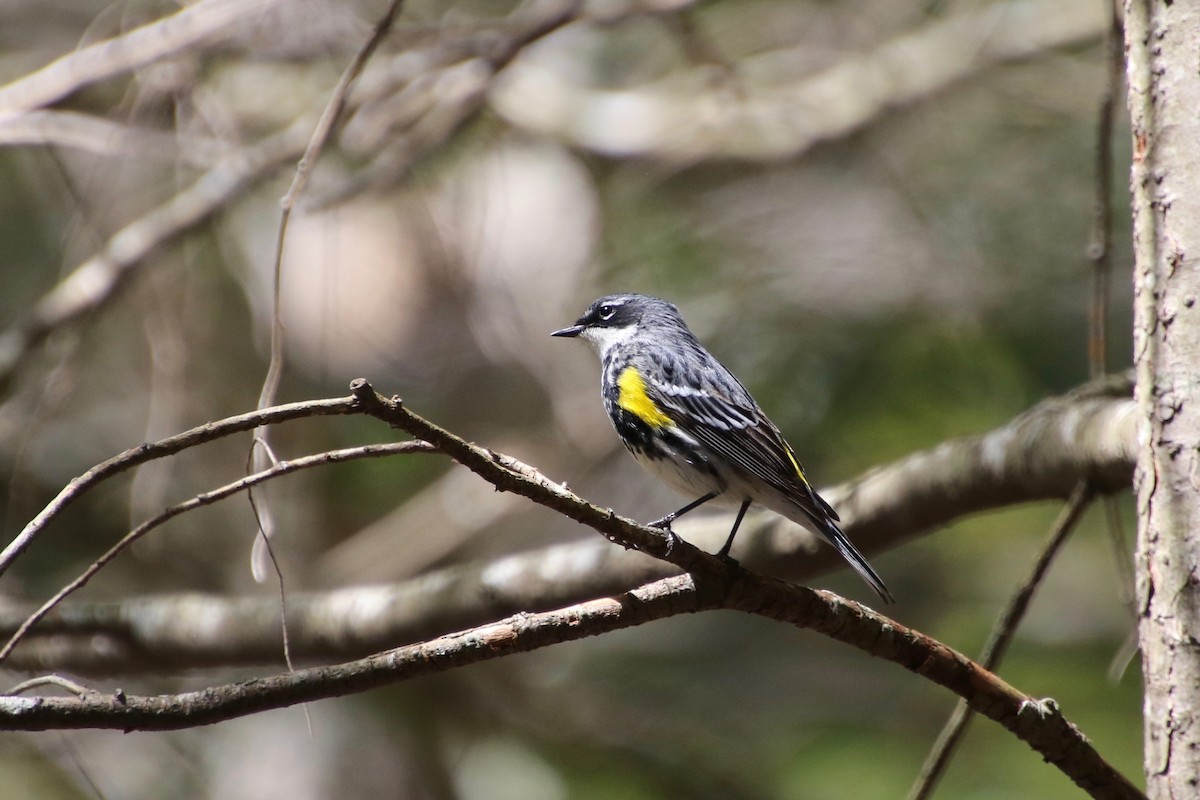 Yellow-rumped Warbler (Myrtle) - ML229732191