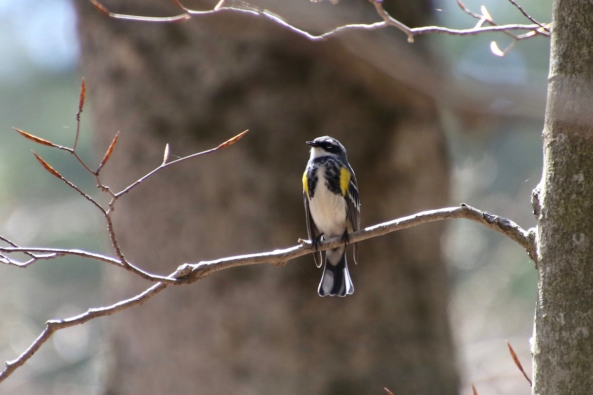 Yellow-rumped Warbler (Myrtle) - E R