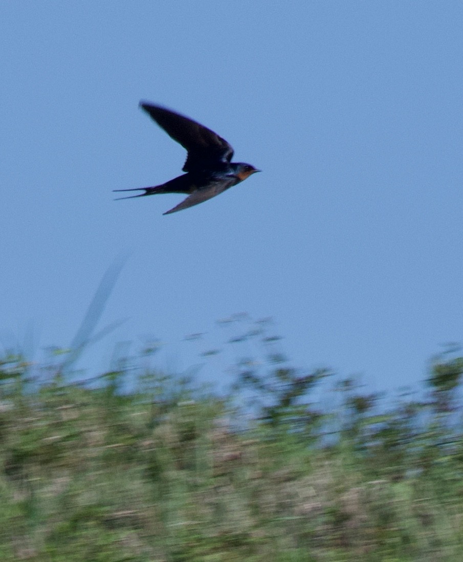 Barn Swallow - ML229732411