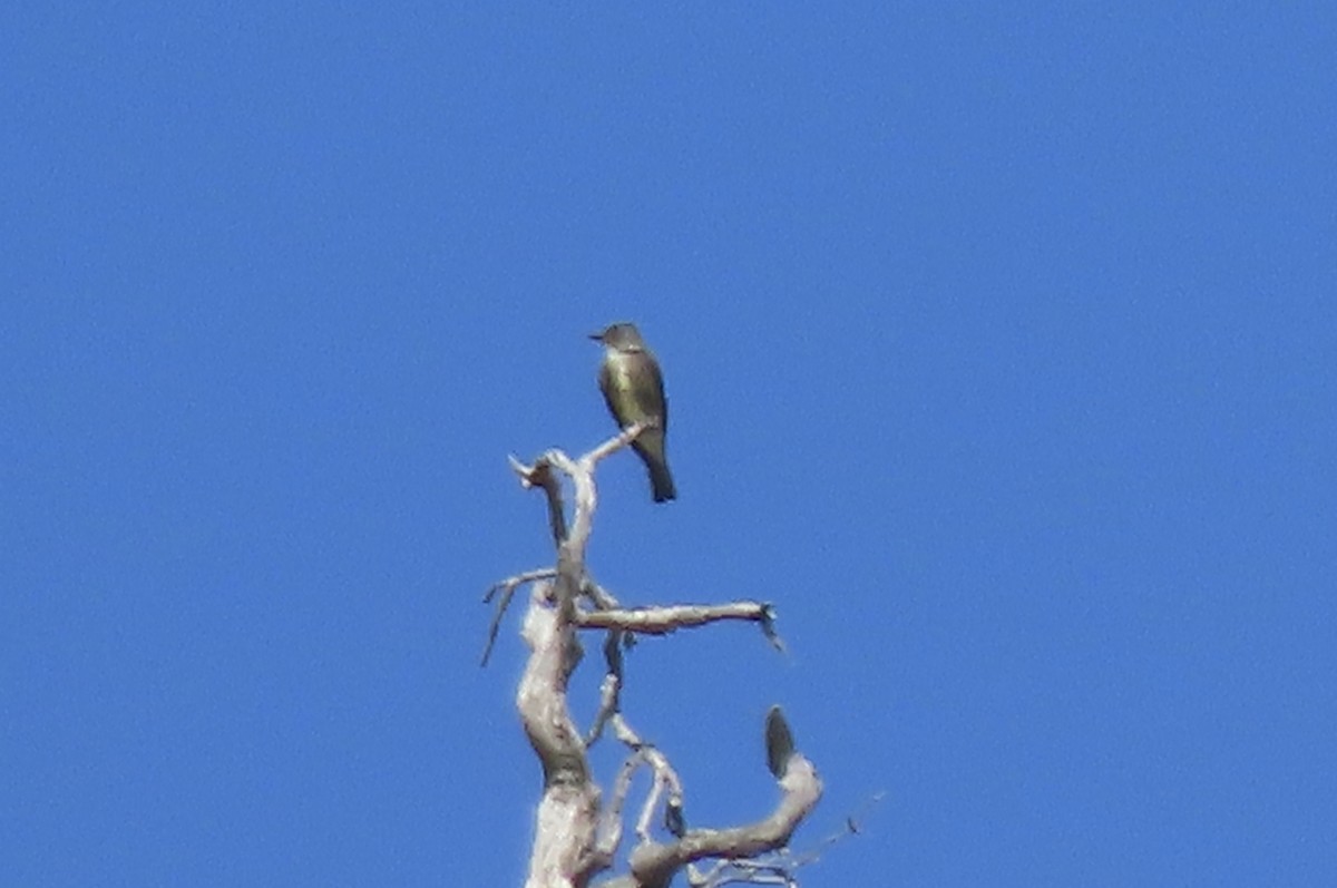 Olive-sided Flycatcher - ML229733741