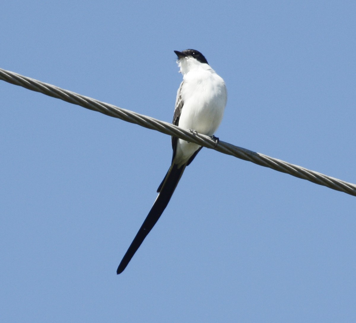 Fork-tailed Flycatcher - ML229733791