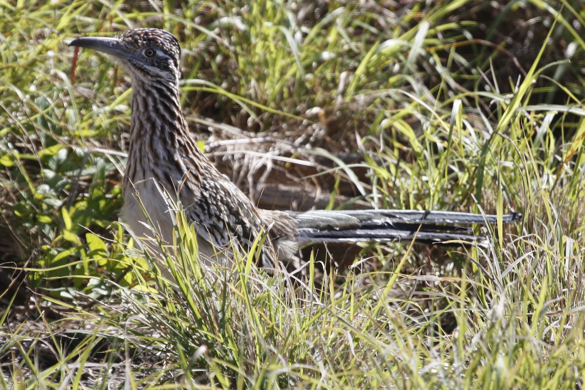 Greater Roadrunner - ML229733901