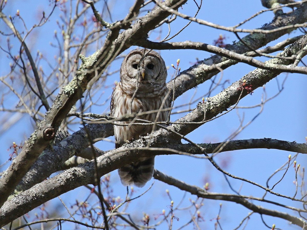 Barred Owl - ML229735161