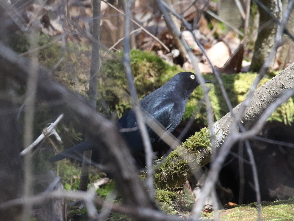 Rusty Blackbird - ML229735231