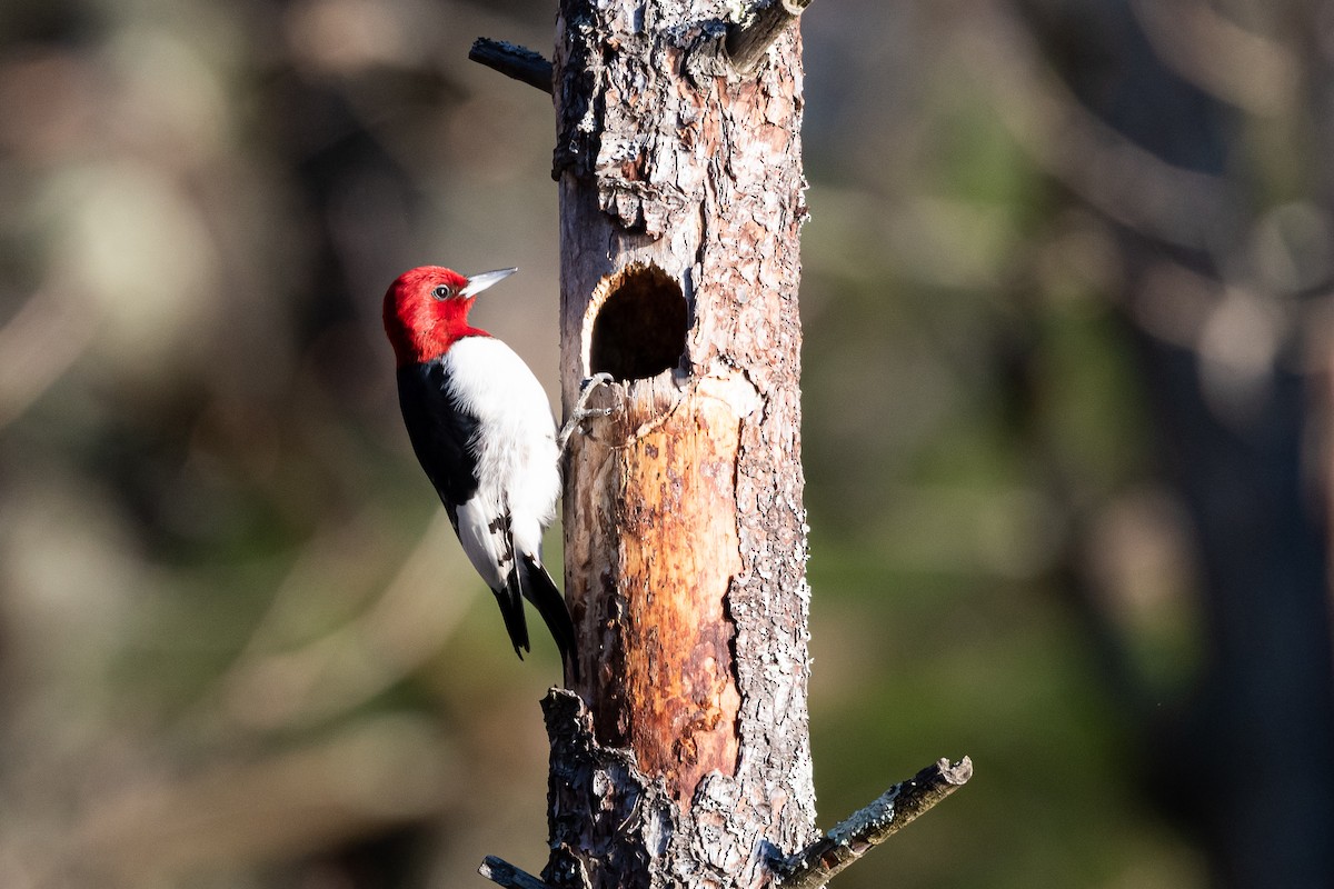 Red-headed Woodpecker - ML229735541