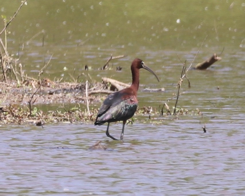 Glossy Ibis - ML229739091