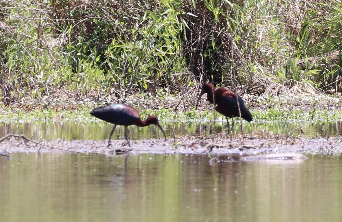 Glossy Ibis - ML229739111