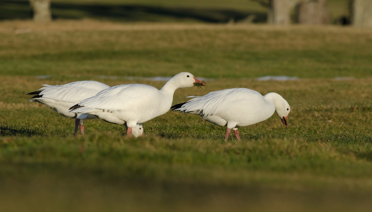 Snow Goose - ML22973921