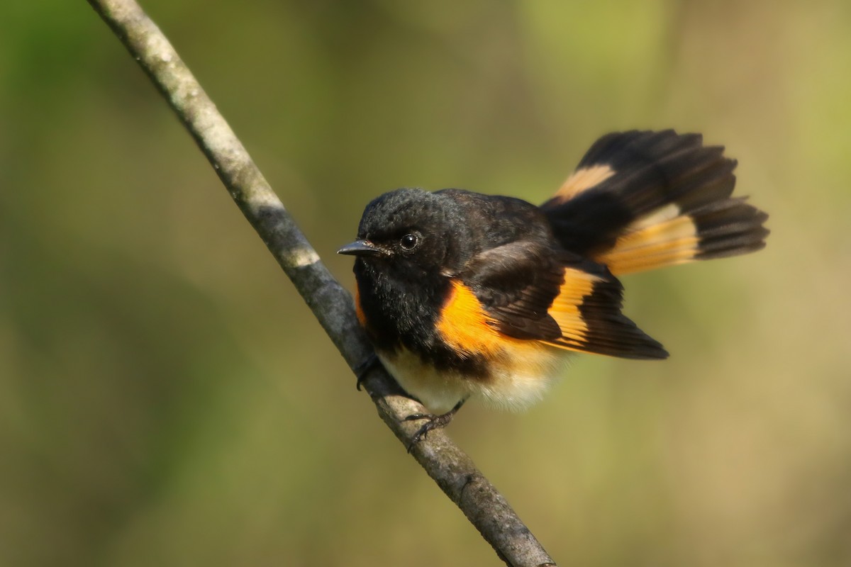 American Redstart - Kojo Baidoo