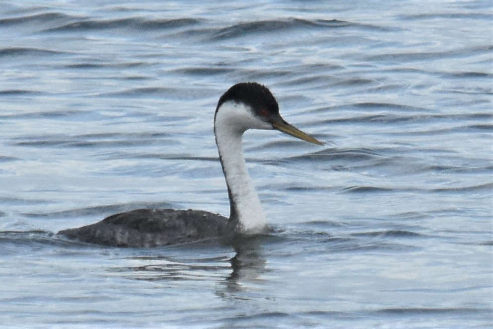 Western Grebe - Michael I Christie