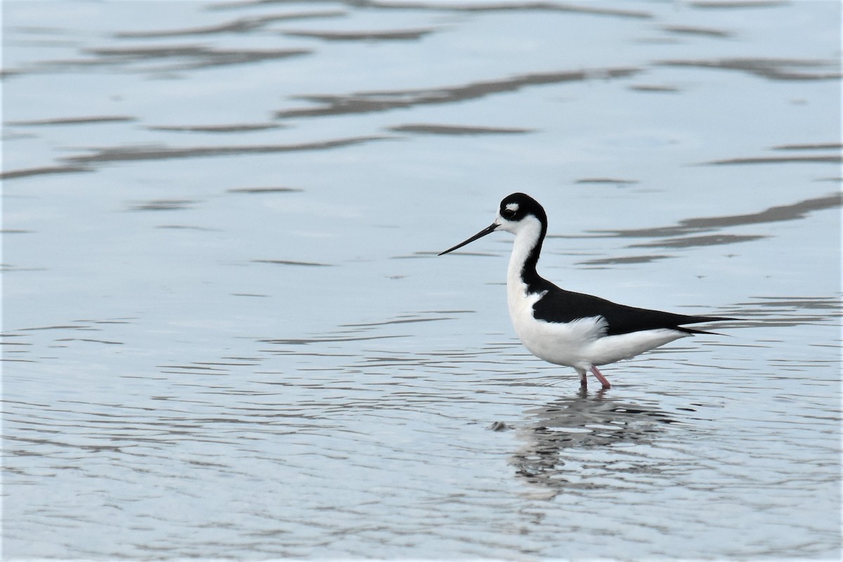 Black-necked Stilt - ML229741741