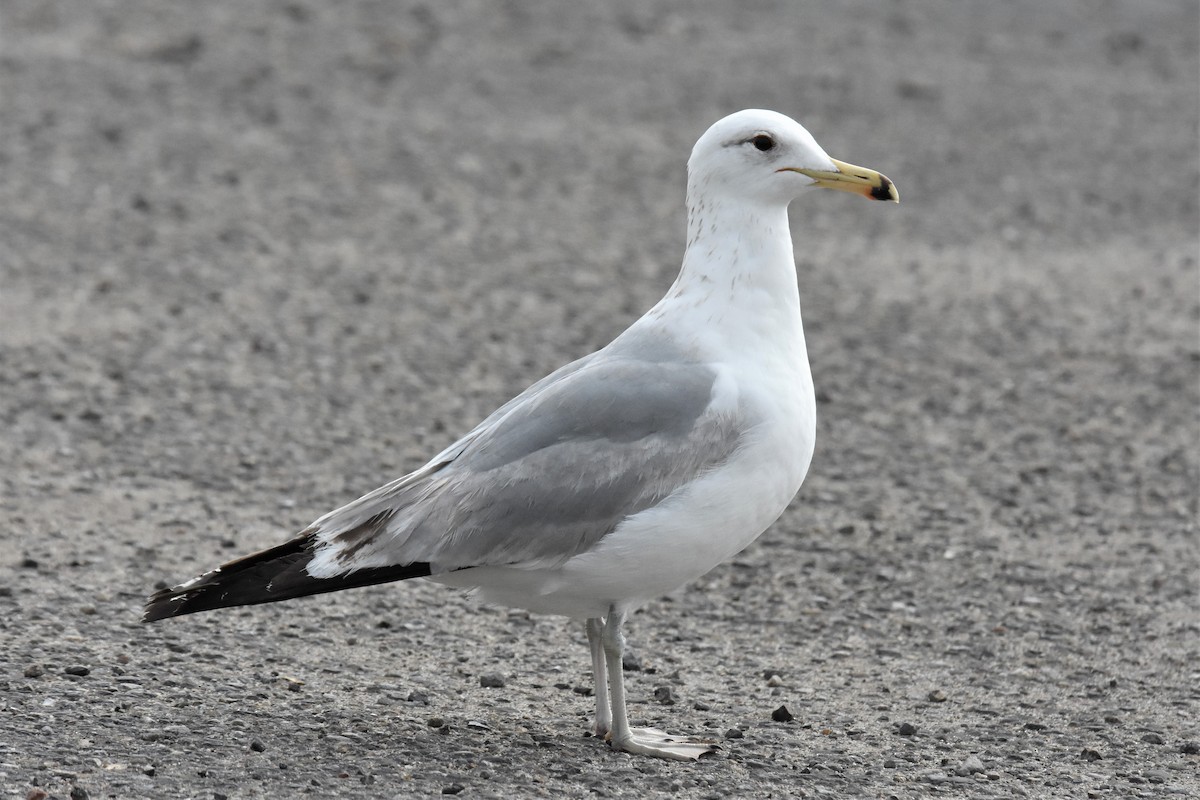 California Gull - ML229742081