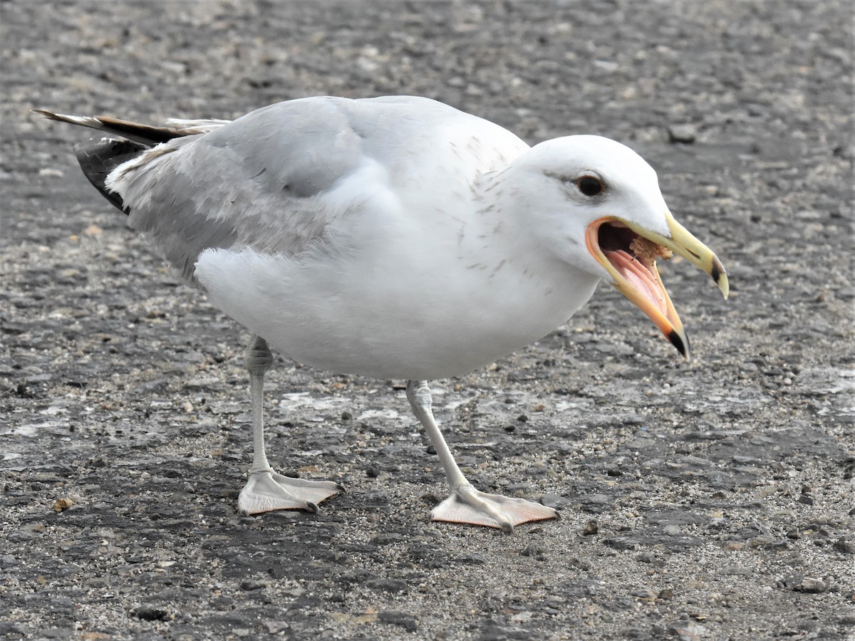 Gaviota Californiana - ML229742441