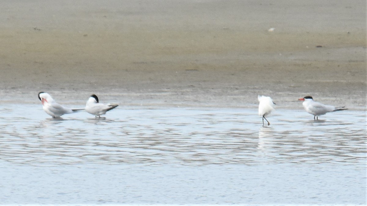 Caspian Tern - Michael I Christie