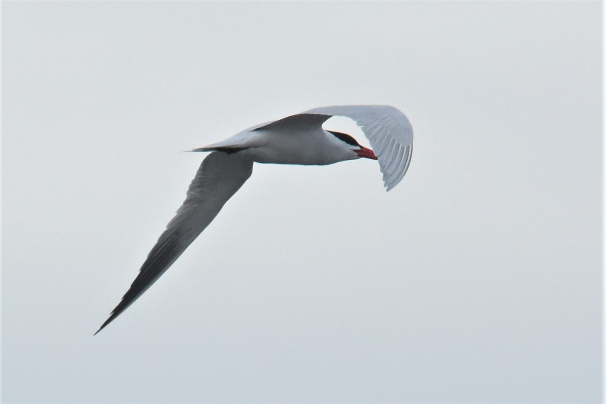 Caspian Tern - Michael I Christie