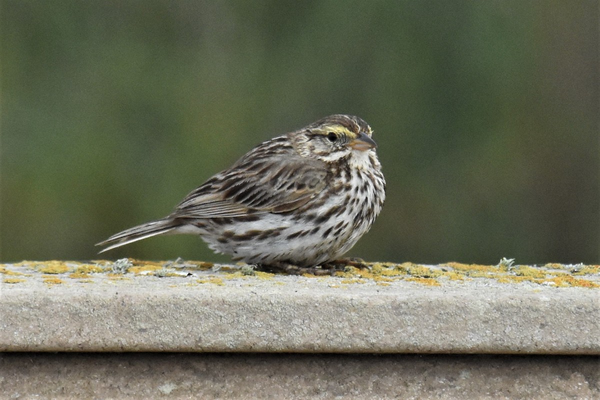 Savannah Sparrow - ML229743071