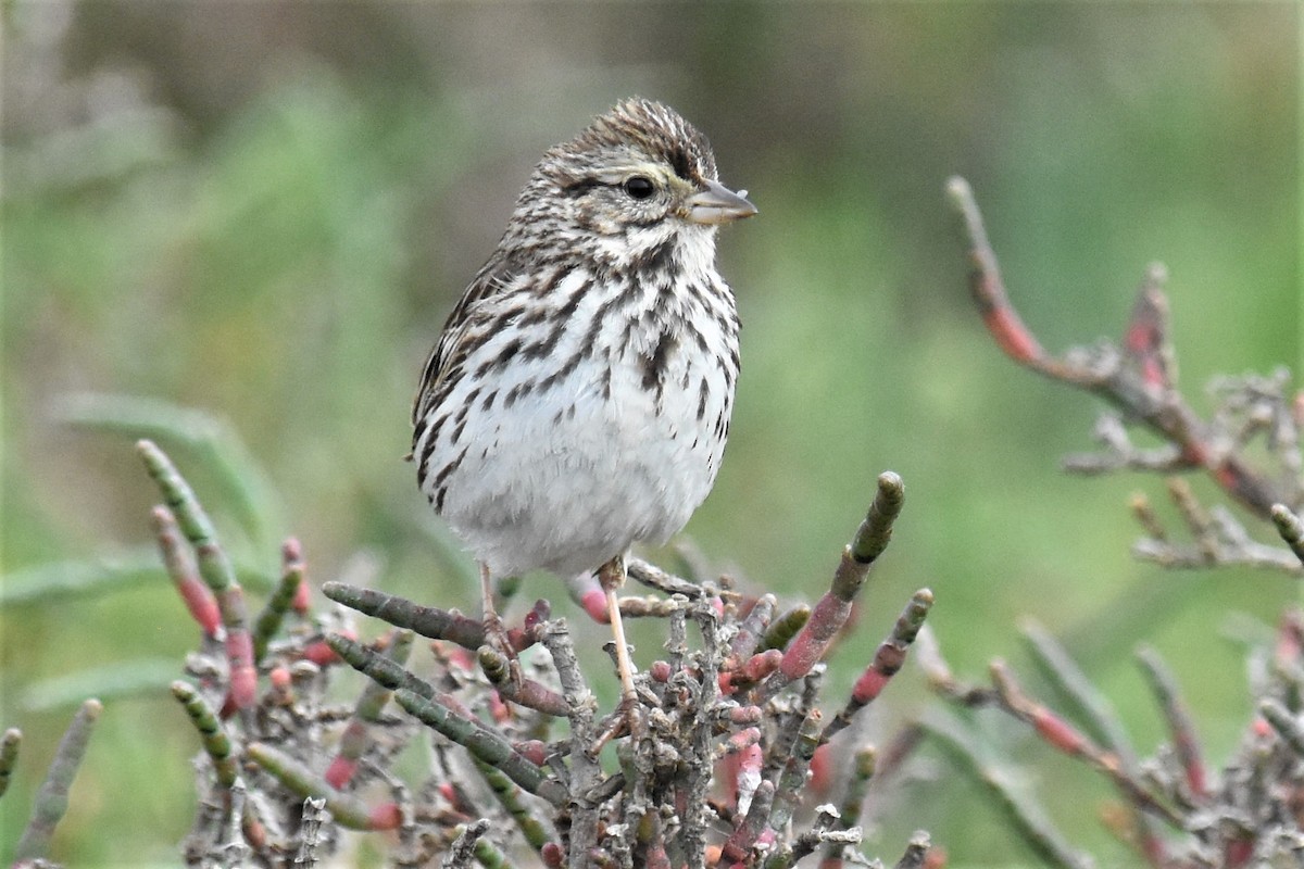 Savannah Sparrow - Michael I Christie