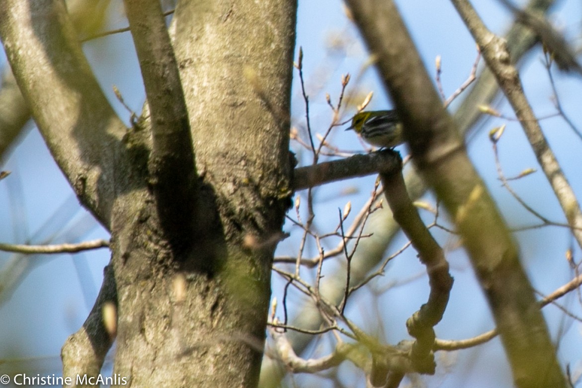 Black-throated Green Warbler - ML229743621