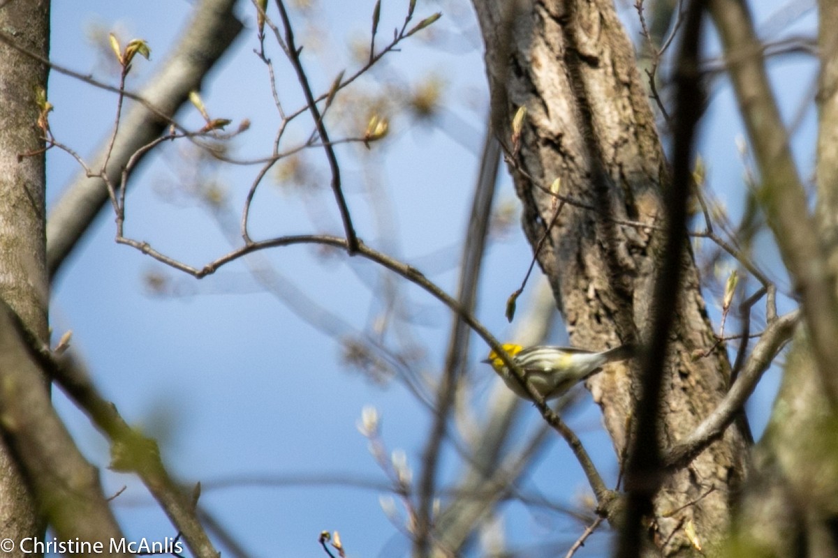 Black-throated Green Warbler - Christine McAnlis