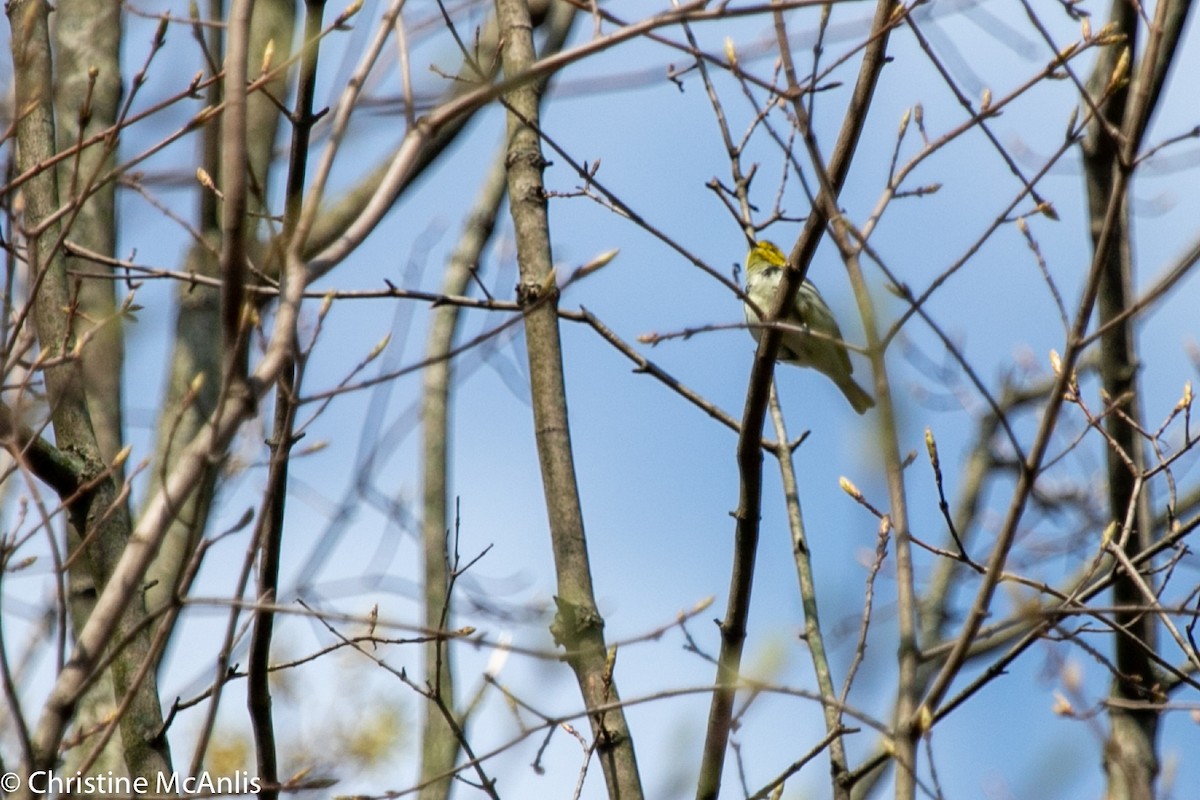 Grünmantel-Waldsänger - ML229743651