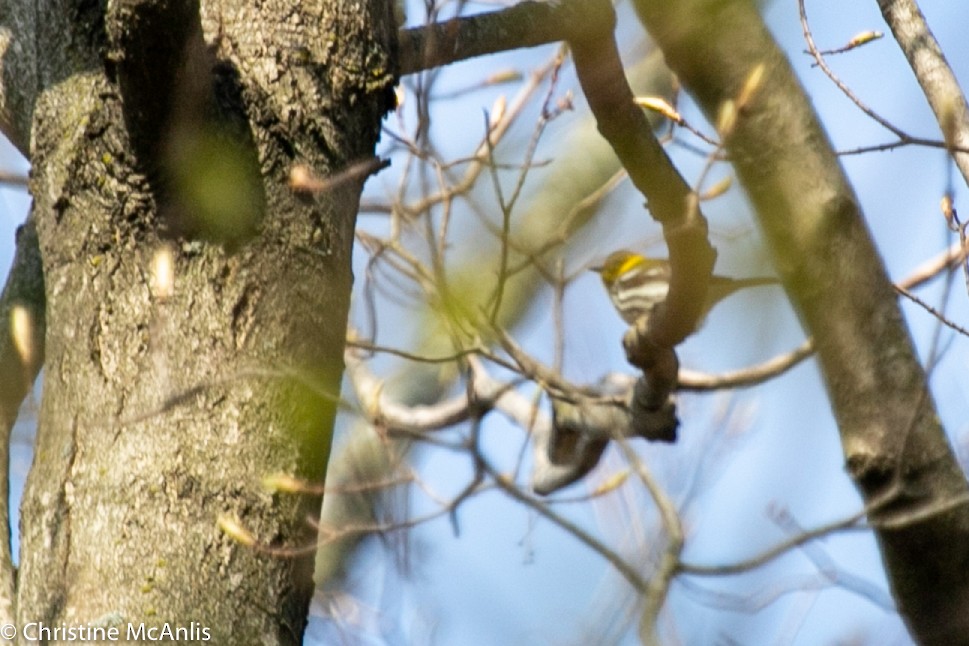 Black-throated Green Warbler - ML229743661