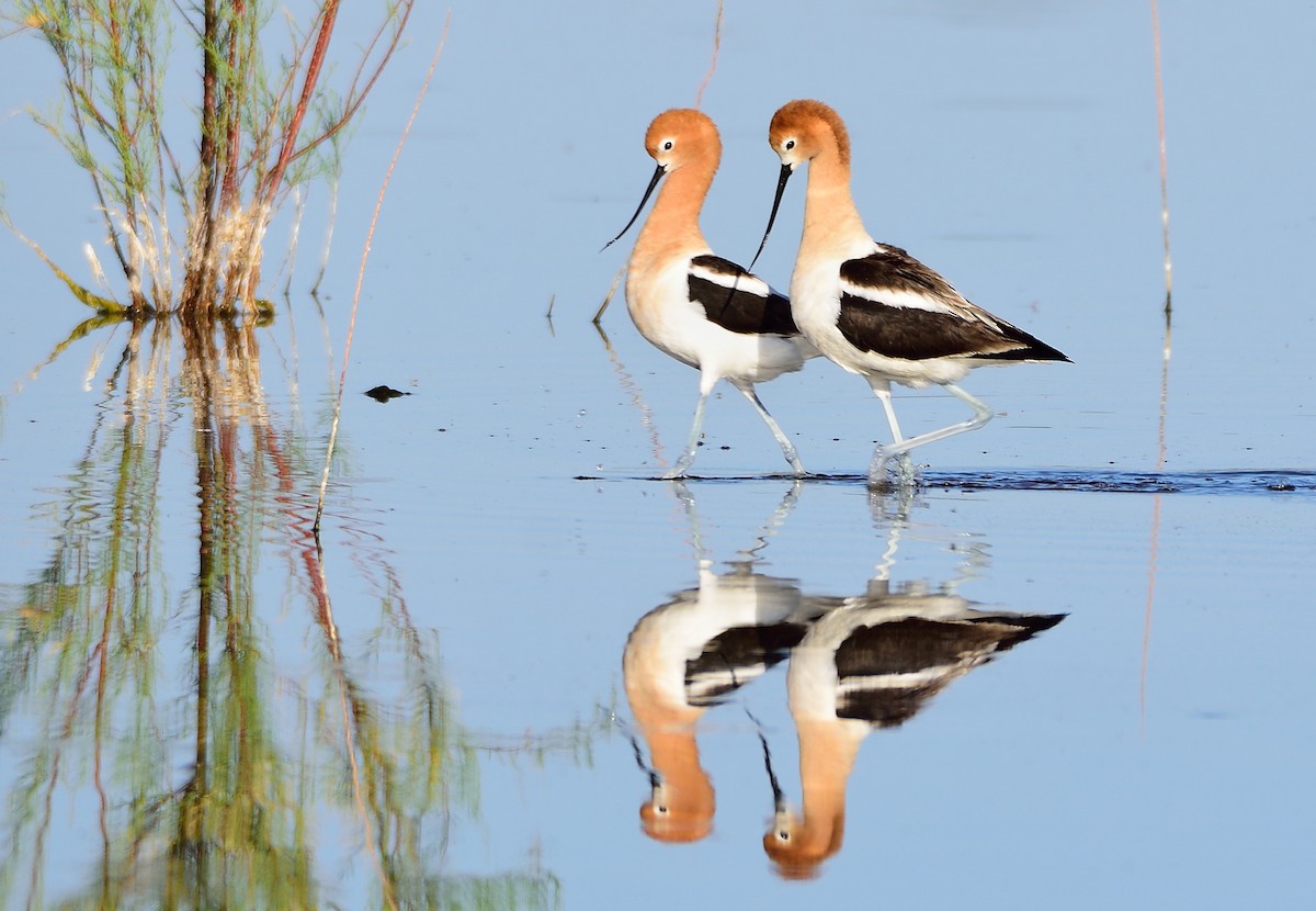 American Avocet - Ad Konings