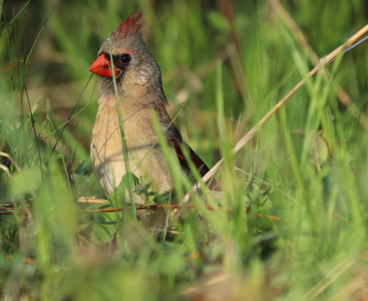 Northern Cardinal - ML229745691