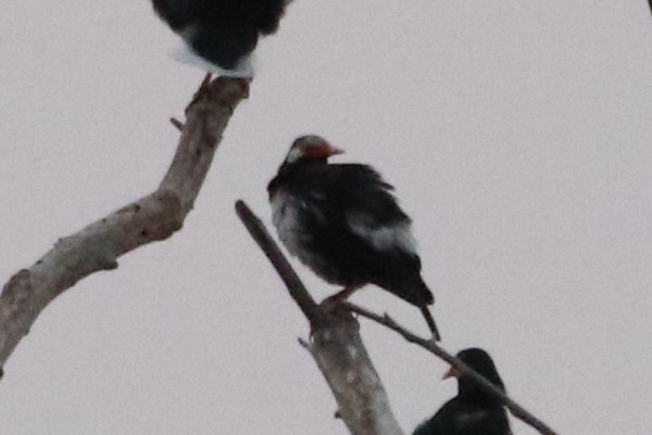 Siamese Pied Starling - ML229747911