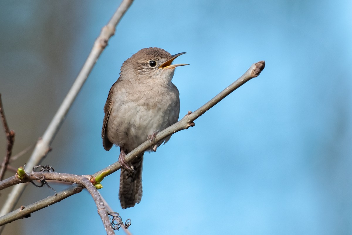 Northern House Wren - Don Danko