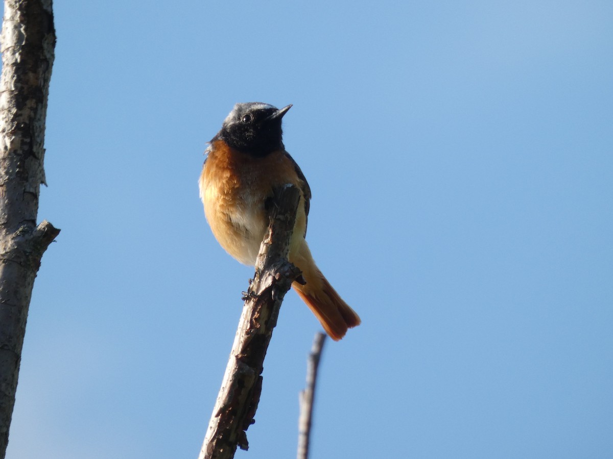 rehek zahradní - ML229748921