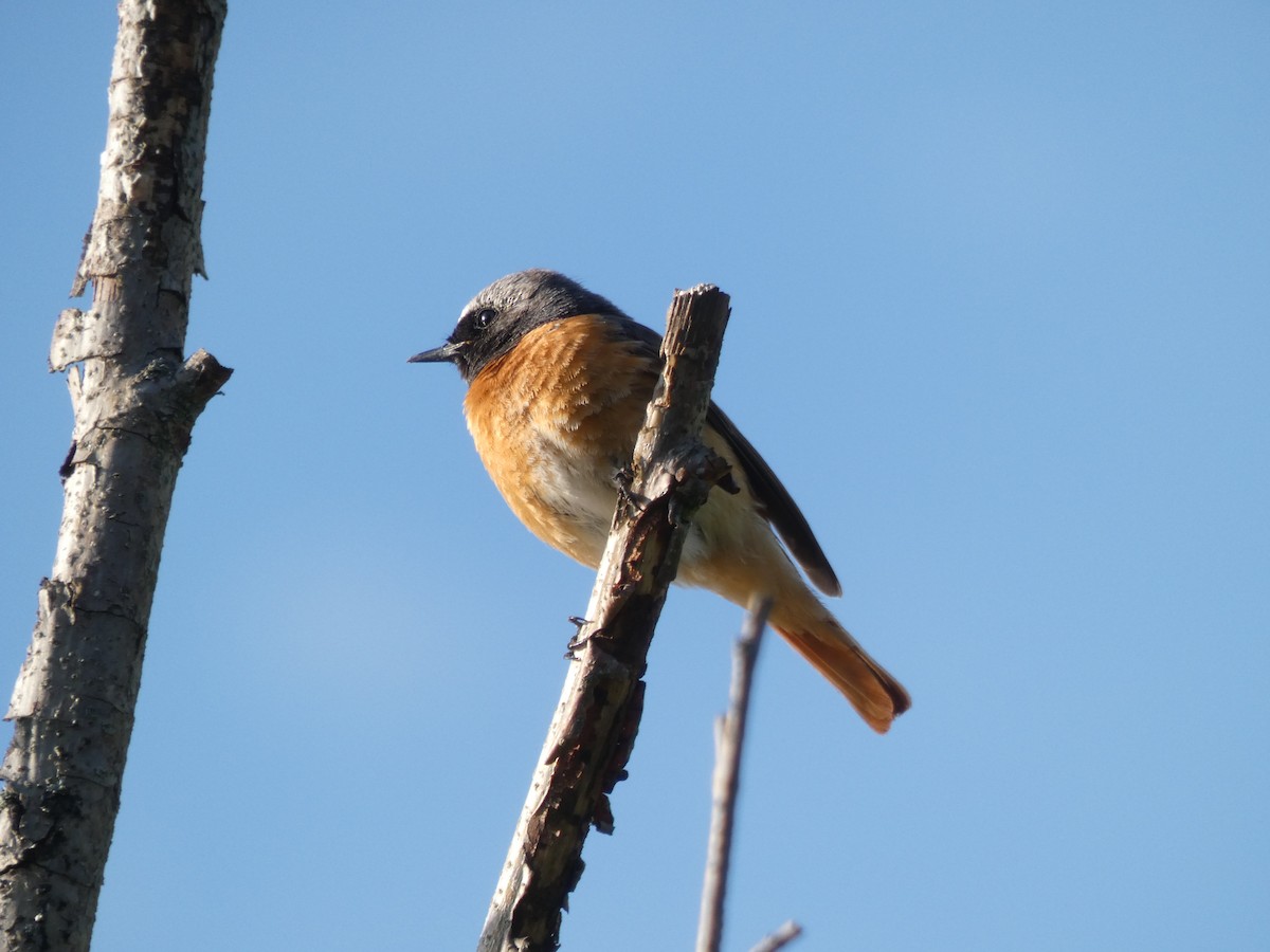 rehek zahradní - ML229748941