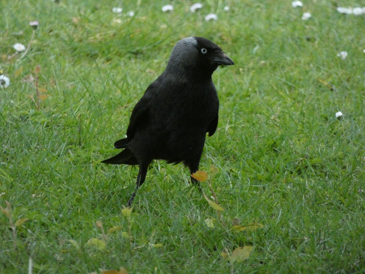 Eurasian Jackdaw - ML229749081